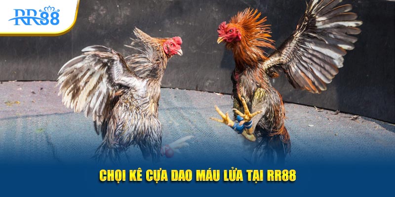 Chọi kê cựa dao máu lửa tại KUBET