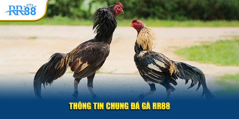 Thông tin chung đá gà KUBET